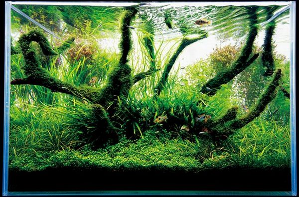 takeshi-amano13.jpg