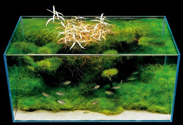 takeshi-amano15.jpg