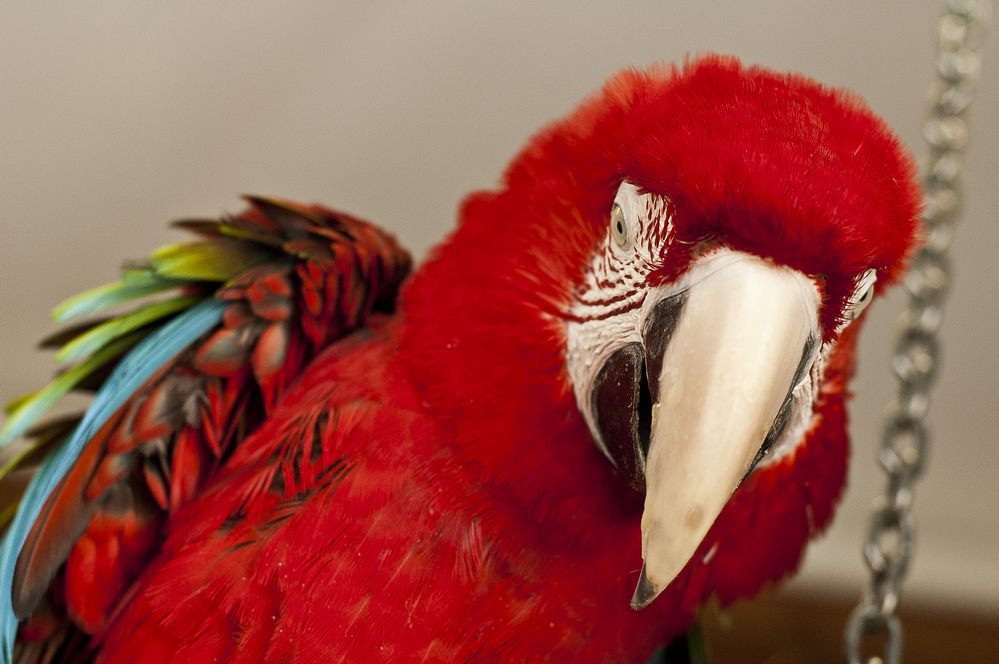 parrot-jora05.jpg