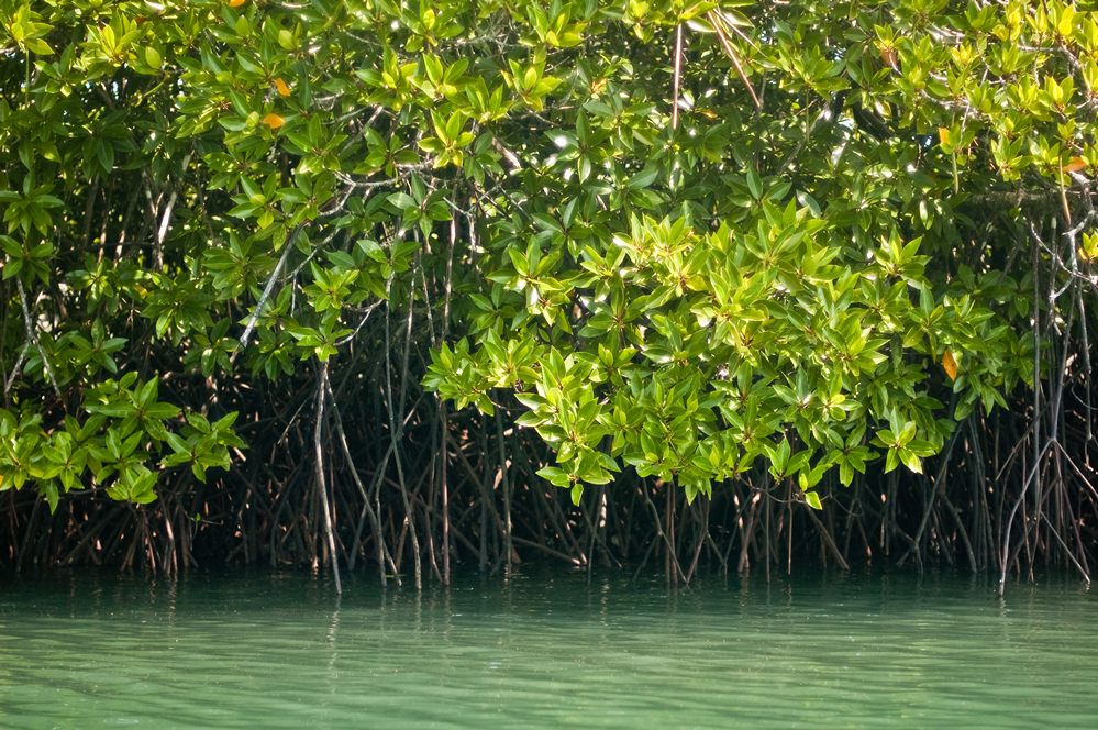 mangrove