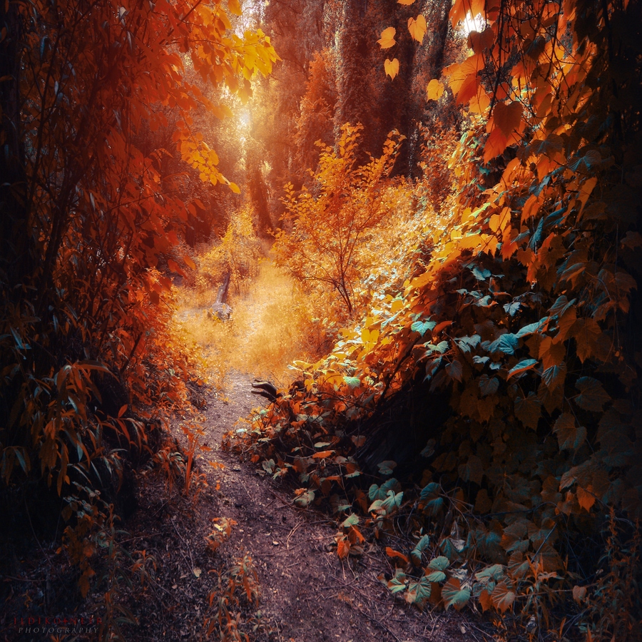 ildiko-neer-18.jpg