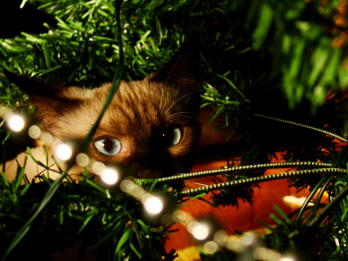 christmas-14.jpg