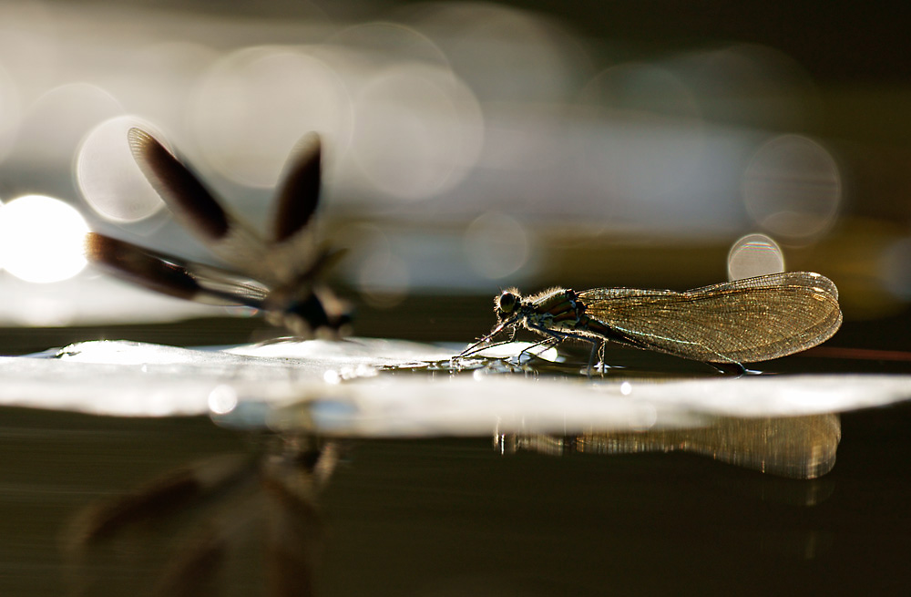 dragonflies09.jpg