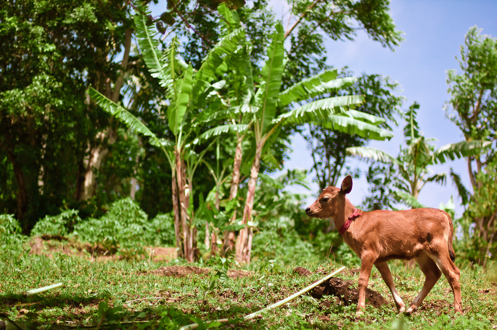ind-cows-5.jpg