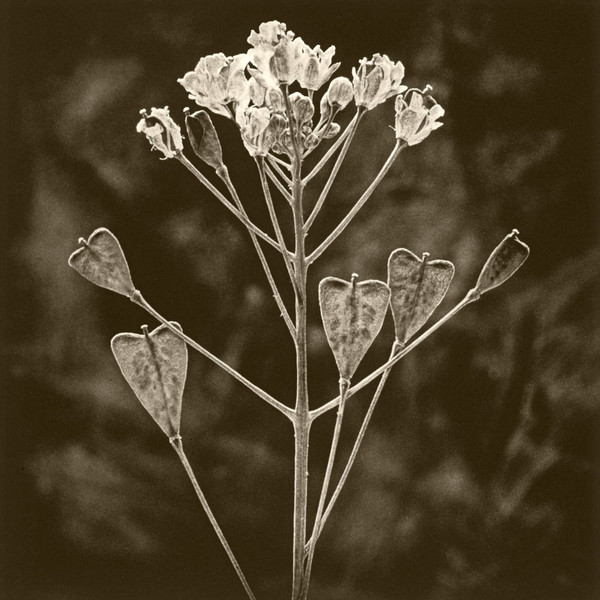 DeCosse-weeds-01.jpg