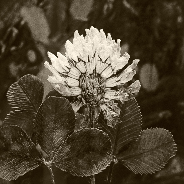 DeCosse-weeds-02.jpg