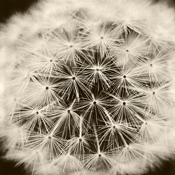 DeCosse-weeds-03.jpg