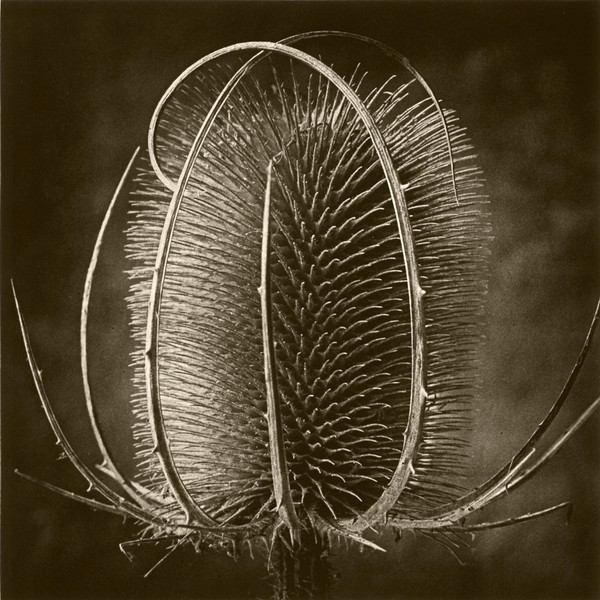 DeCosse-weeds-04.jpg