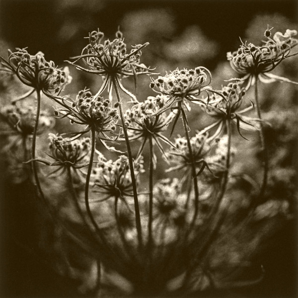 DeCosse-weeds-06.jpg
