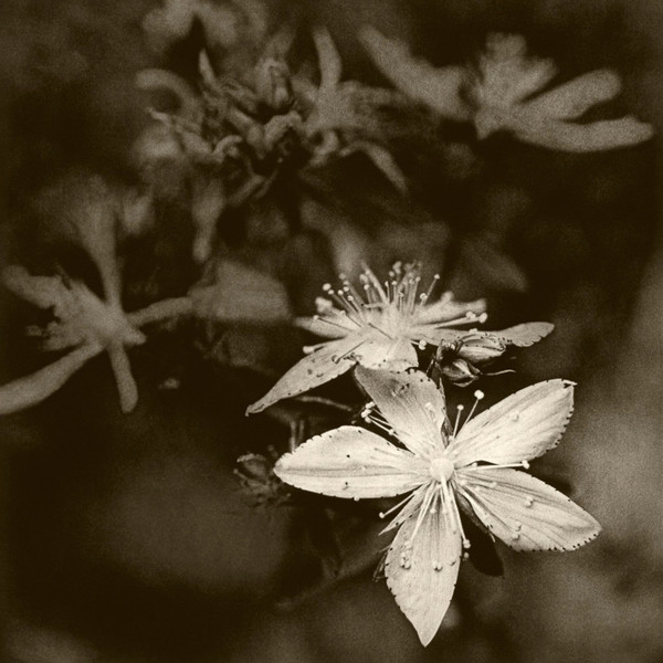 DeCosse-weeds-08.jpg