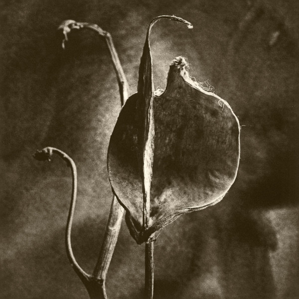 DeCosse-weeds-09.jpg