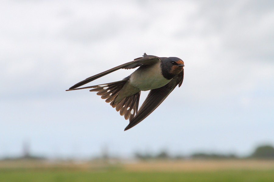 swallow-18.jpg