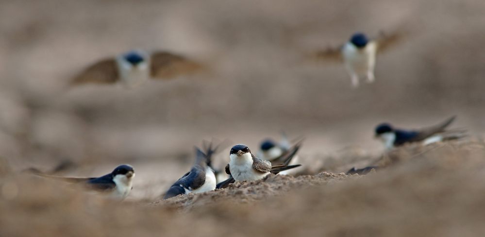 swallow-19.jpg
