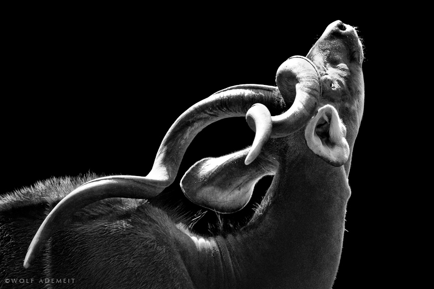 bw-animals-15.jpg