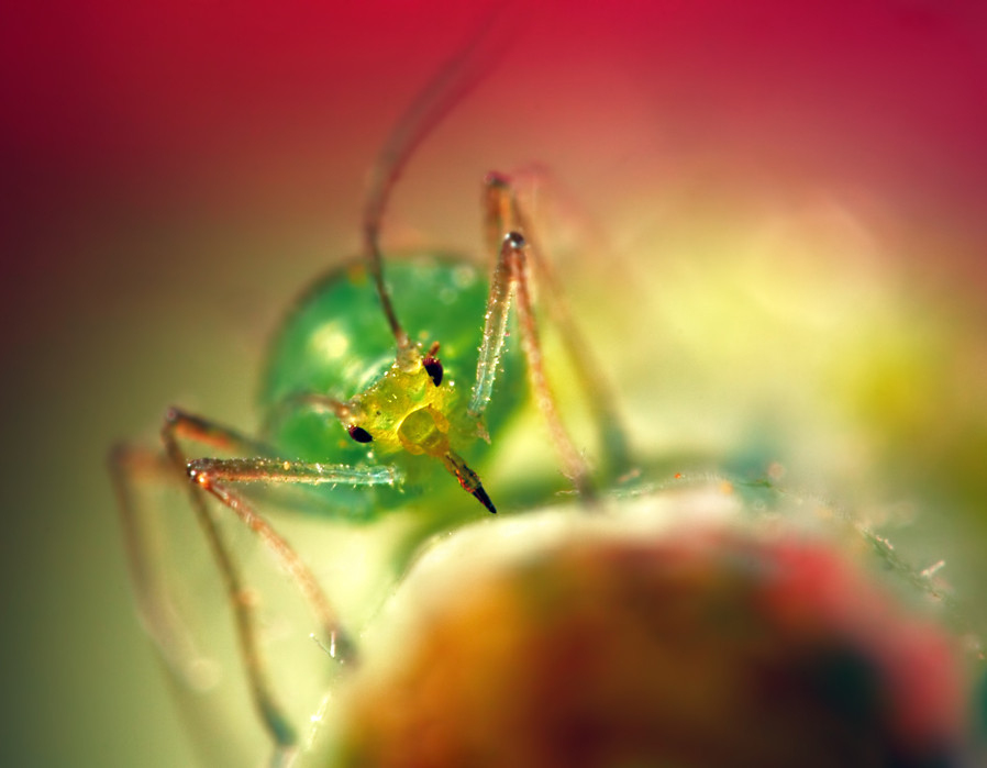 aimish-insects-02