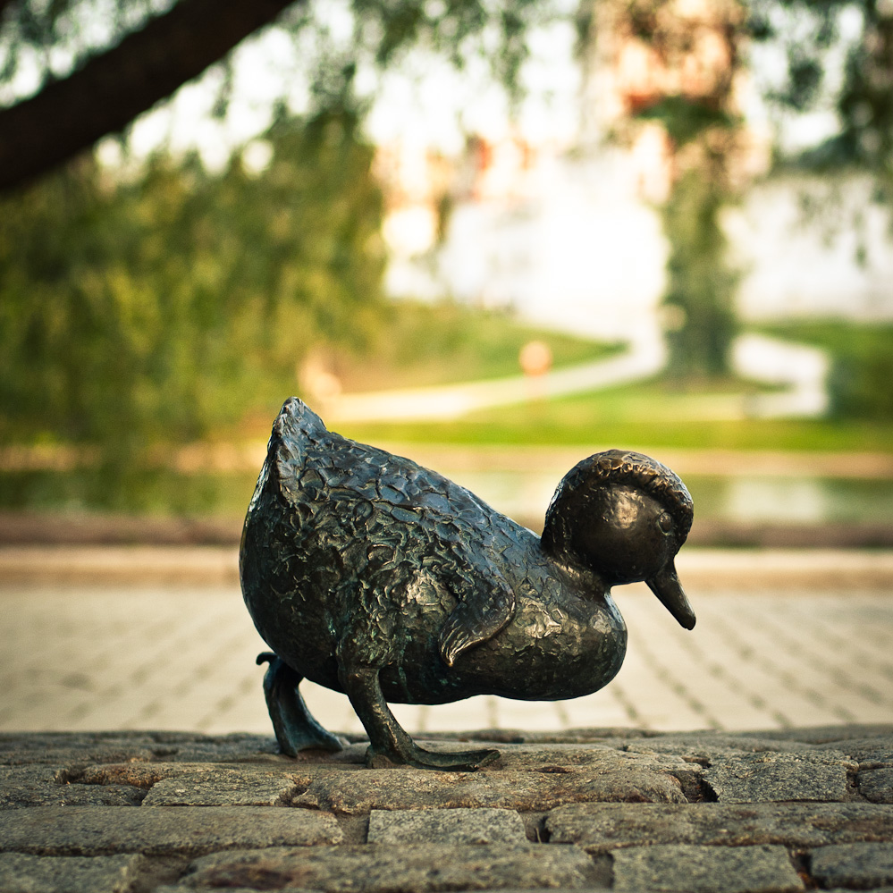 ducklings-5