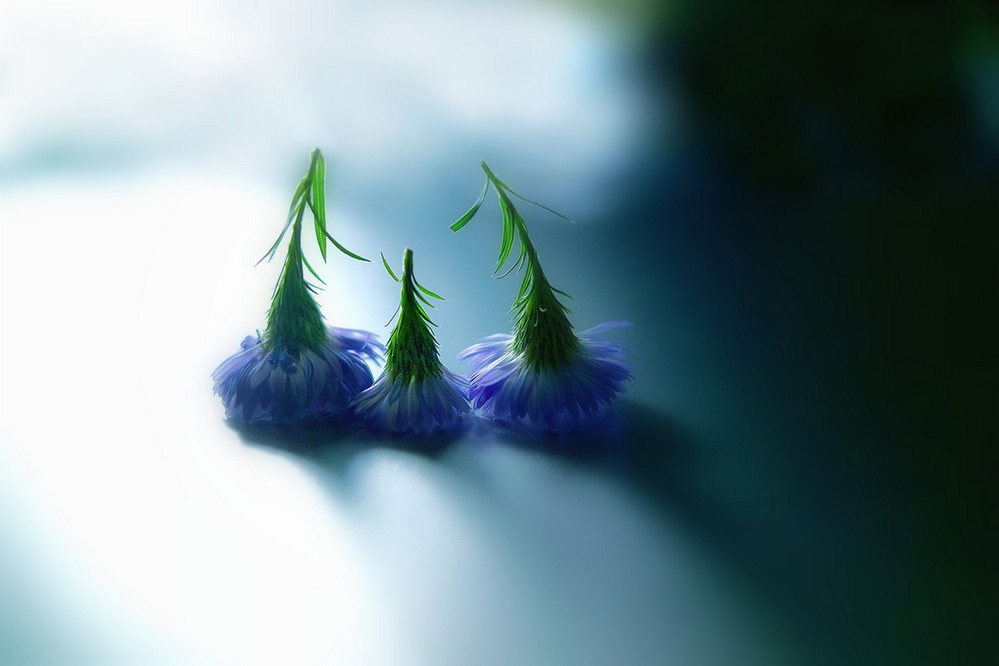 cute-macro-03