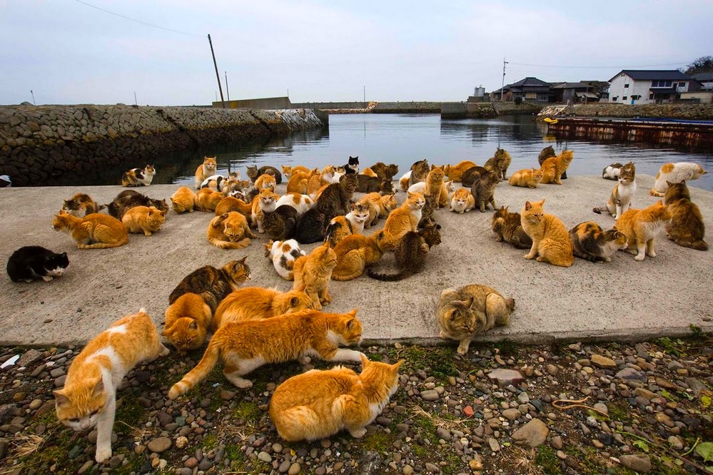 кошачий остров