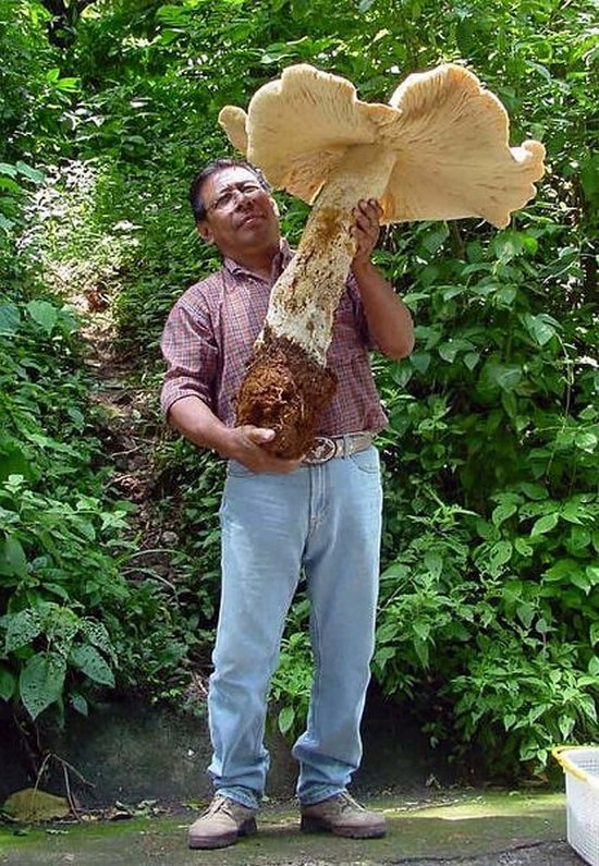 giant-mushrooms02.jpg