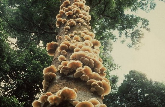 giant-mushrooms05.jpg