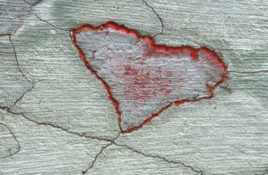 hearts-in-nature25.jpg