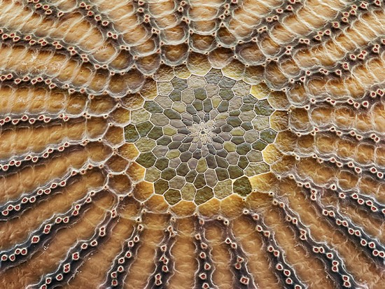 insect-eggs03.jpg