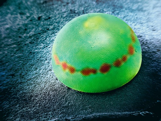 insect-eggs04.jpg