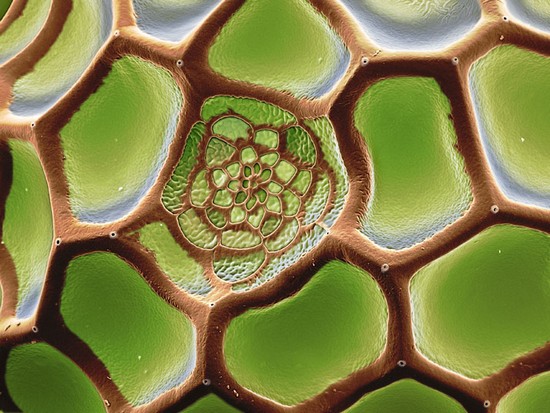 insect-eggs06.jpg
