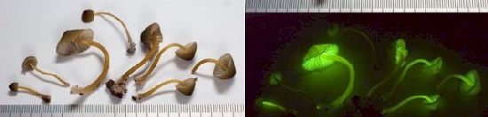 mycena-chlorophos.jpg