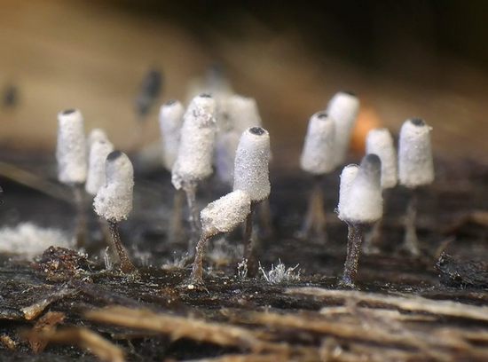 arcyria cinerea arcyria cinerea