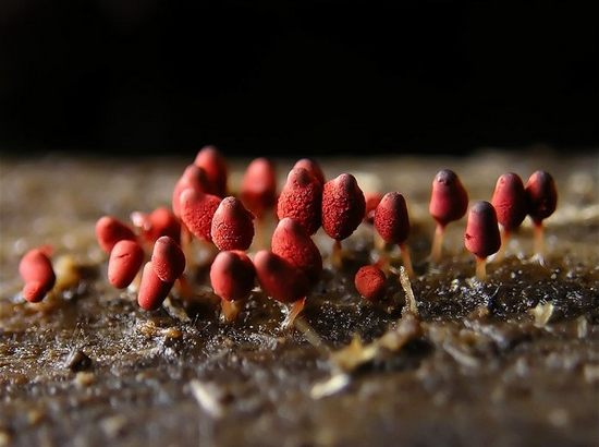 arcyria denudata arcyria denudata