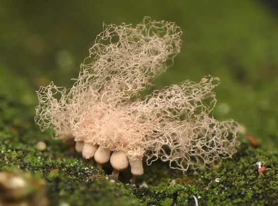 arcyria incarnata arcyria incarnata
