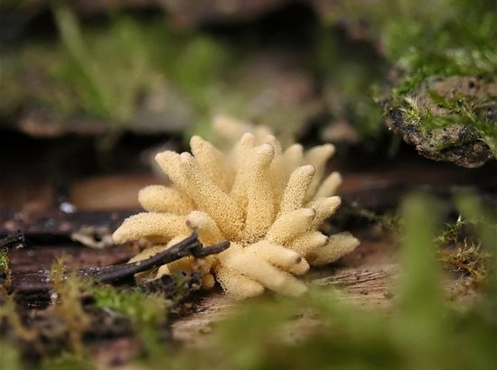 arcyria obvelata arcyria obvelata