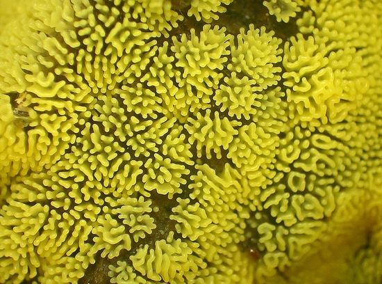 ceratiomyxa fruticulosa ceratiomyxa fruticulosa