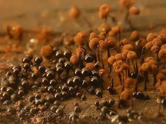 cribraria cancellata cribraria cancellata