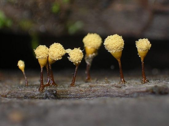 hemitrichia calyculata hemitrichia calyculata