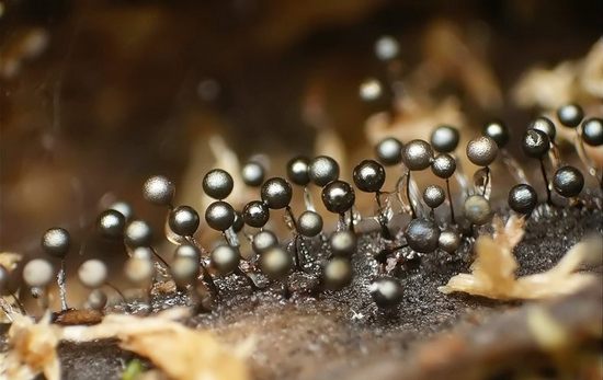 lamproderma lamproderma