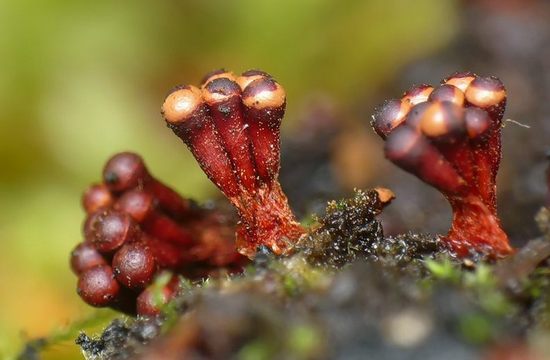 metatrichia vesparium metatrichia vesparium