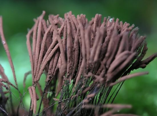 stemonitis fusca stemonitis fusca