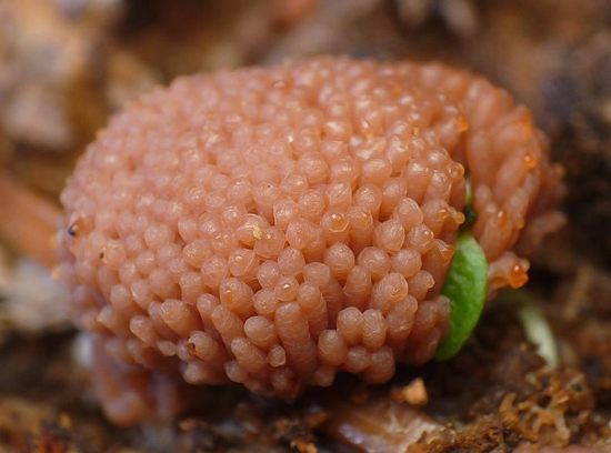 tubifera ferruginosa tubifera ferruginosa