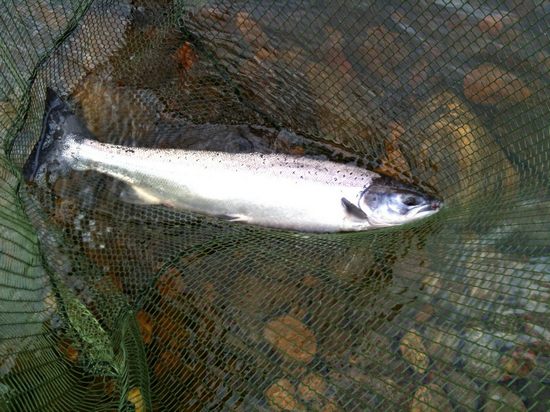 salmon03.jpg