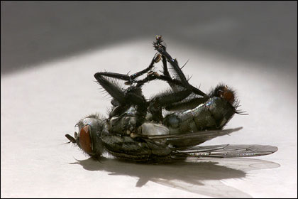 Картинки природы: A Dropped Off Fly