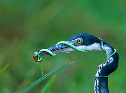 Картинки природы: Black Necked Heron