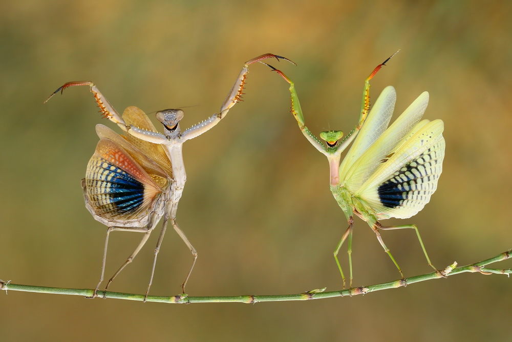 mantises.jpg