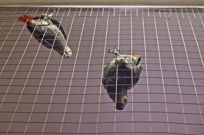 elektrougli-zoo05.jpg