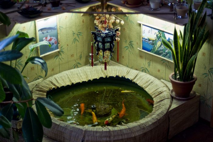 elektrougli-zoo07.jpg