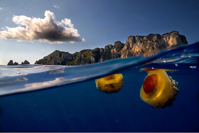 Catuogno-sea12.jpg