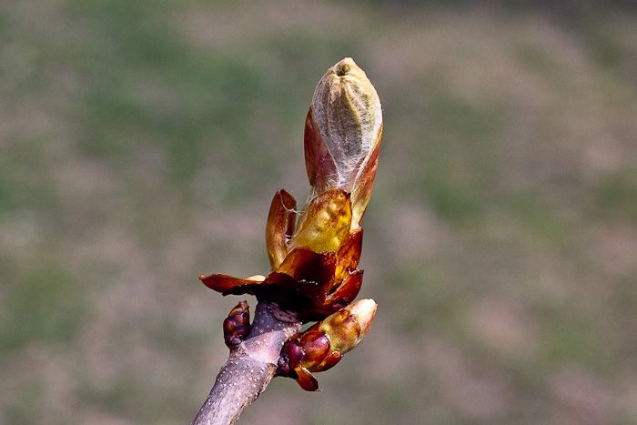 gemmation-08.jpg
