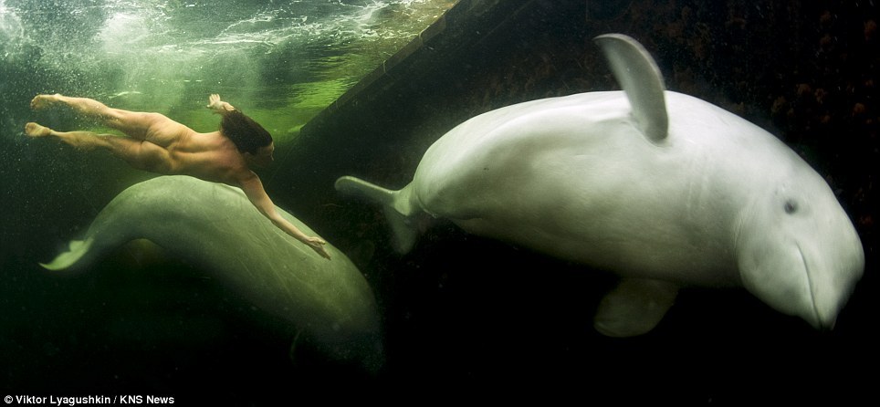 beluga