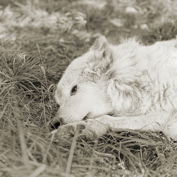 old wolf